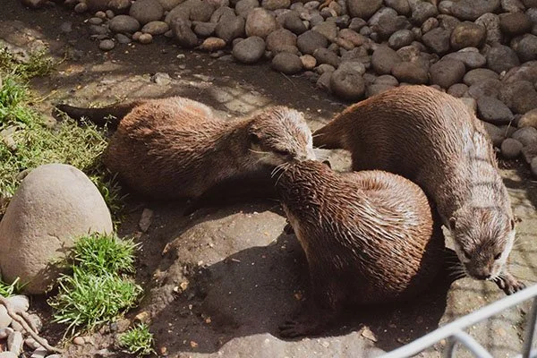 Otters Share a Quick Smooch