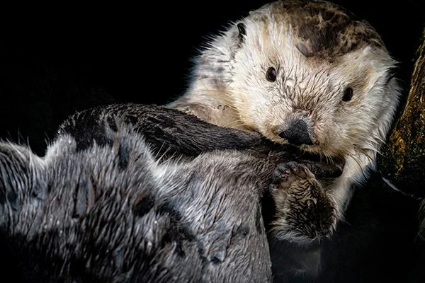 Yes? You're Interrupting My Flipper Grooming, Human.