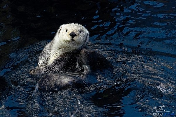 Come on (Sea) Otter, Let's Do the Twist! — The Daily Otter
