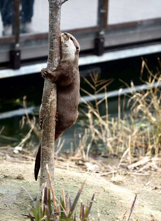 Otter Is Such a Treehugger