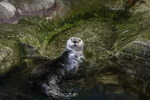 Why, Hello, Human. I Didn't See You There.