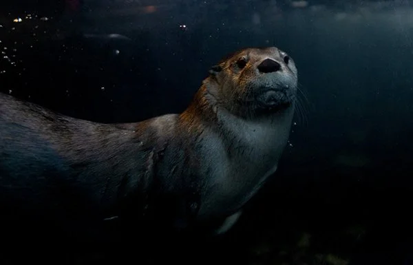 Happy Birthday, Otter! — The Daily Otter