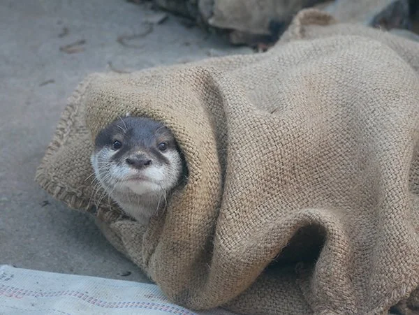 Tell Cersei. I Want Her to Know It Was Me.
