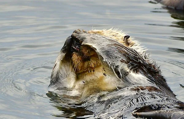 I Also Refuse to Accept That It's Monday