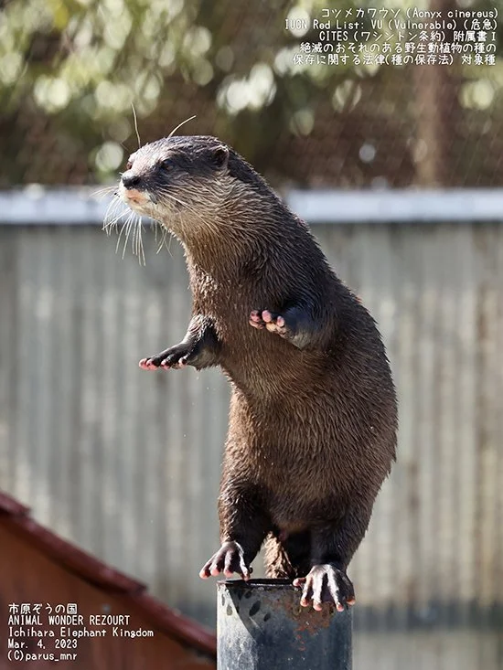 I'm Doing It! I'm on One Foot!