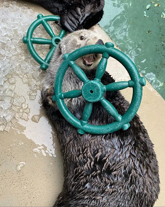 Don't Worry, Human, Smooth Sailing Ahead! — The Daily Otter