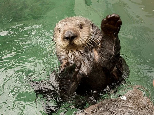 Pass It Here, I'm Open!