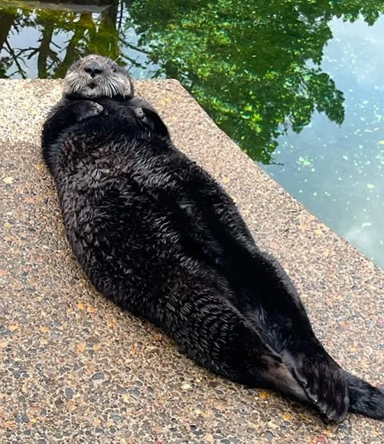Sea Otter's Spending World Otter Day Poolside — The Daily Otter