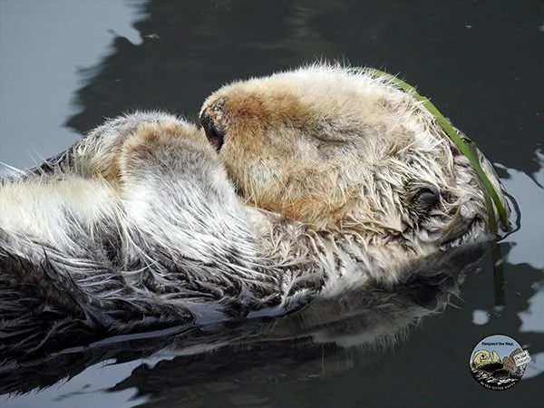 Shhh... Respect the Nap