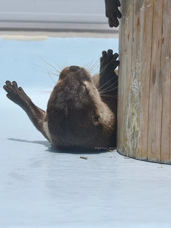 I've Fallen Down and I Can't Get Up!