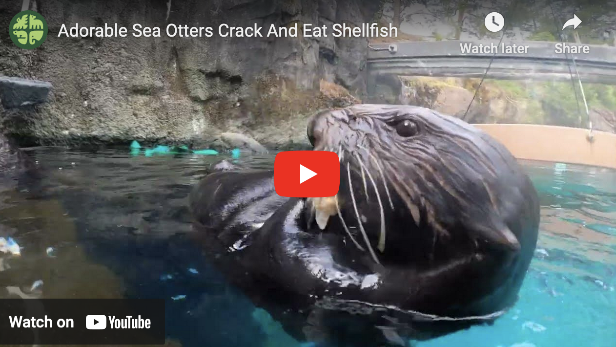 Crack, Crack, Cronch!