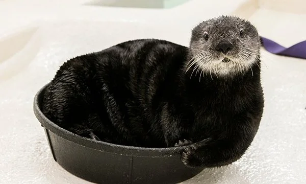See, I TOLD You I Can Still Fit in Here!