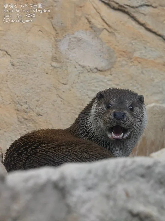 Why, Human! You've Caught Me by... Otter Surprise!