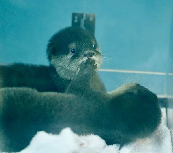 Stop Talking. It's Naptime.