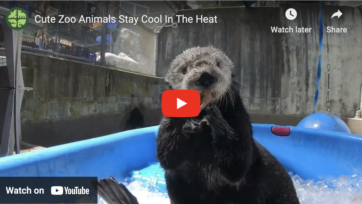 How Otters and Their Friends Keep Cool in Oregon