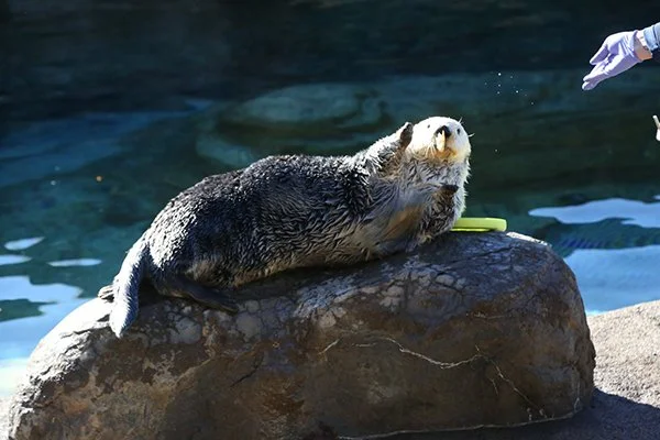 Just a Split Second From the Inevitable Catch!