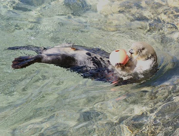 I'm Open, Throw the Ball! ...Or Not.