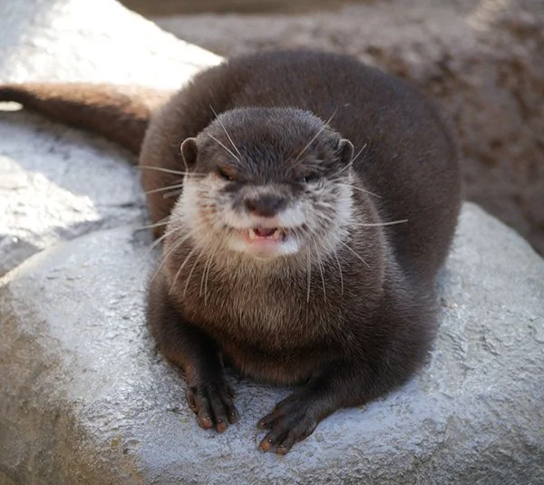 What Kind of Diabolical Plot Has Otter Plotted?