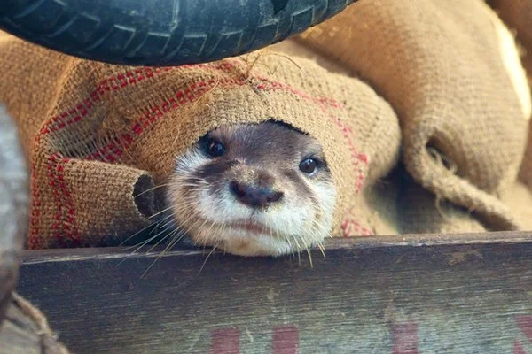 Tell Cersei. I Want Her to Know It Was Me.