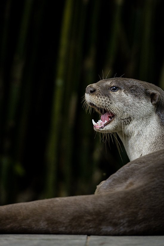 Otter, What Nice White... Sharp Teef You Have