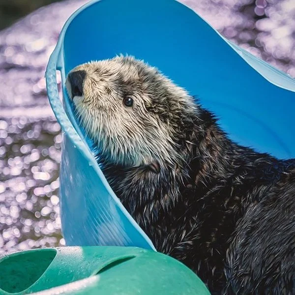 It's Hard Getting Out of Your Bed... Er, Bucket... on a Monday Morning