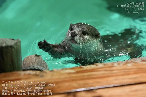 Come, Human, I'll Help You Into the Pool
