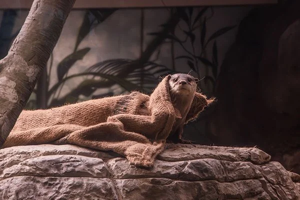 It's Monday Out There? I'm Getting Back Under My Blanket.