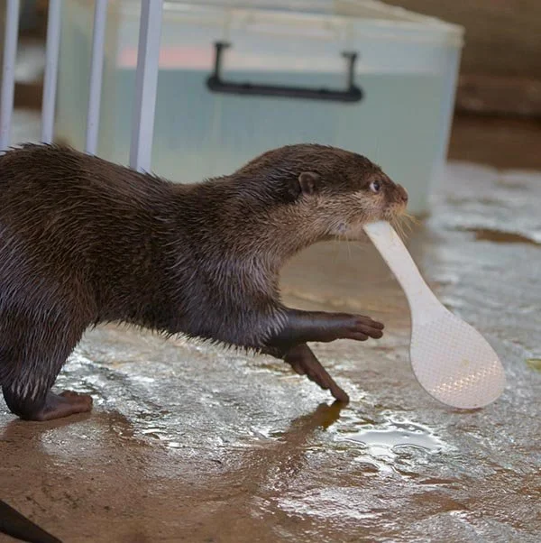 Where's the Kitchen? We're Going to Make Ceviche.