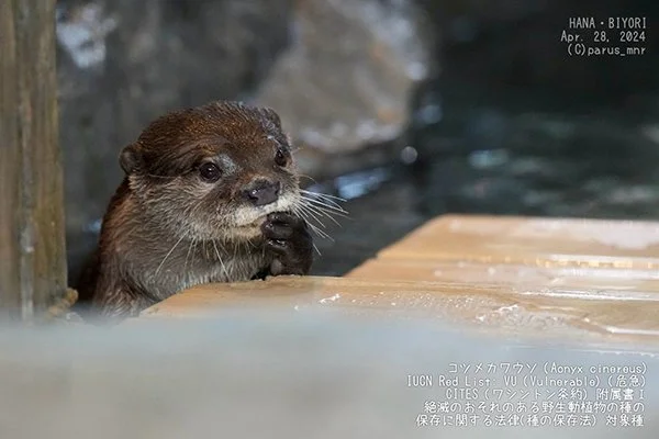 Otter Is Lost in Thought... Or Tasting His Paw