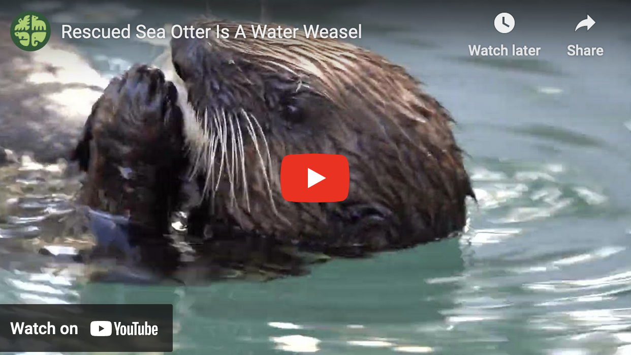 The Watery Adventures of Sea Otter Sushi — The Daily Otter