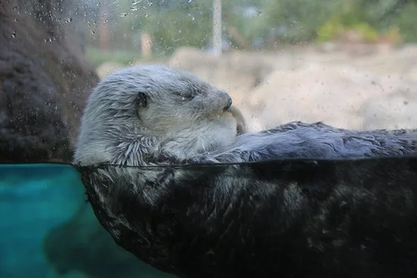 Time for a Midweek Snooze