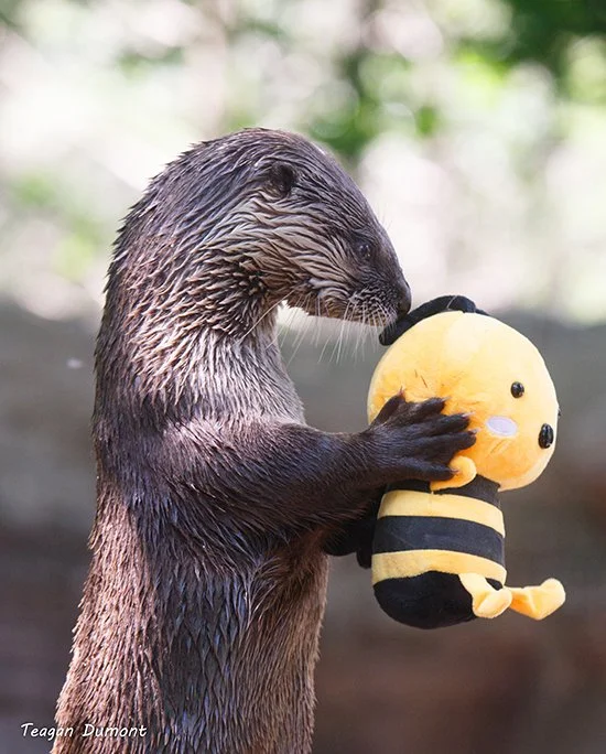 Don't Forget to Help the Bees This No Mow May