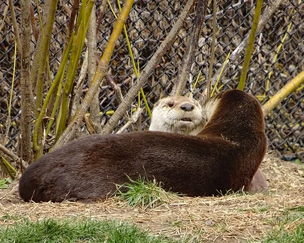 Otters Are Deep in Conversation