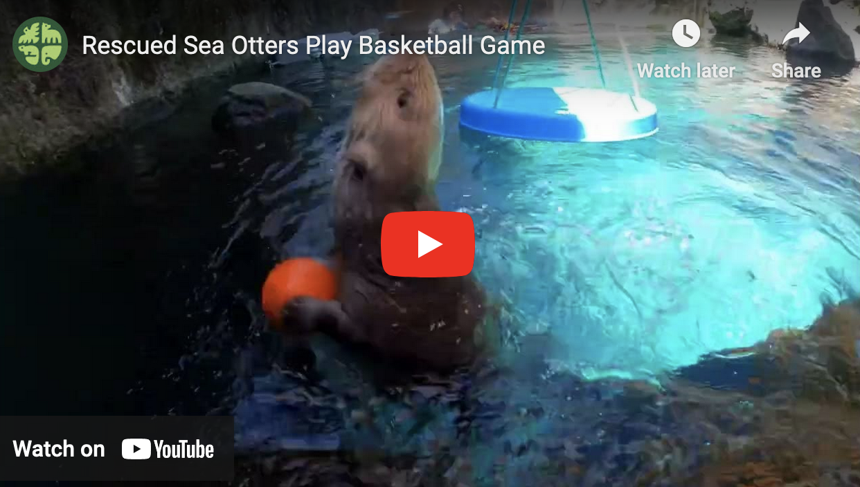 Lebron? Steph? Never Heard of Them.