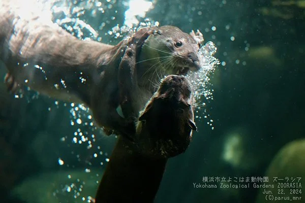 No! Don't Swim Away Without Me!