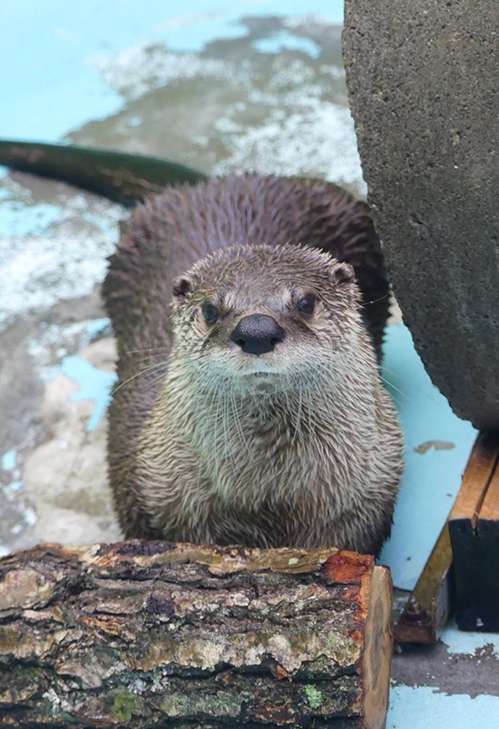 DMV Otter Is Ready for the Next in Line