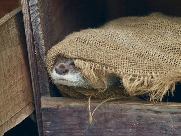 Time to Get Up? Still Looks Dark Out to Me.