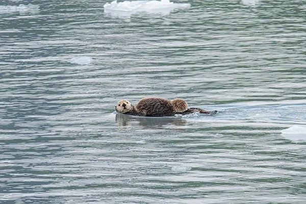 It's the First Day of Sea Otter Awareness Week 2024! — The Daily Otter