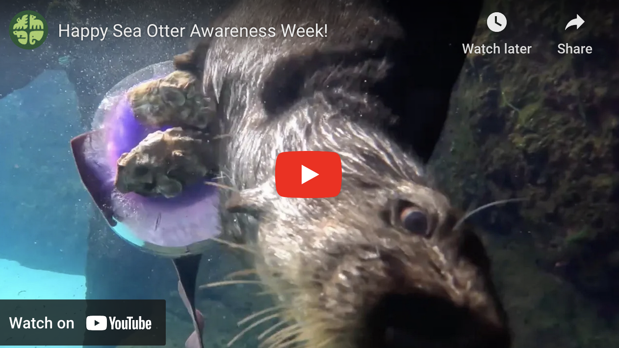 Check Out These Creative Enrichment Activities at the Oregon Zoo!