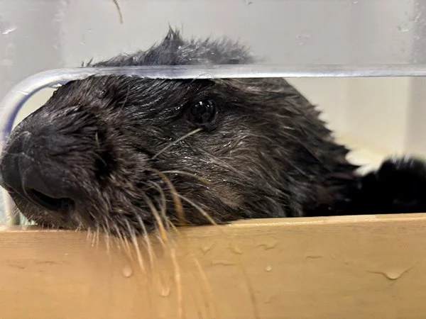 Hey! Don't Forget It's Sea Otter Awareness Week!