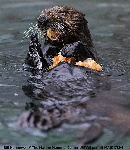 Table Manners Don't Apply to Sea Otters