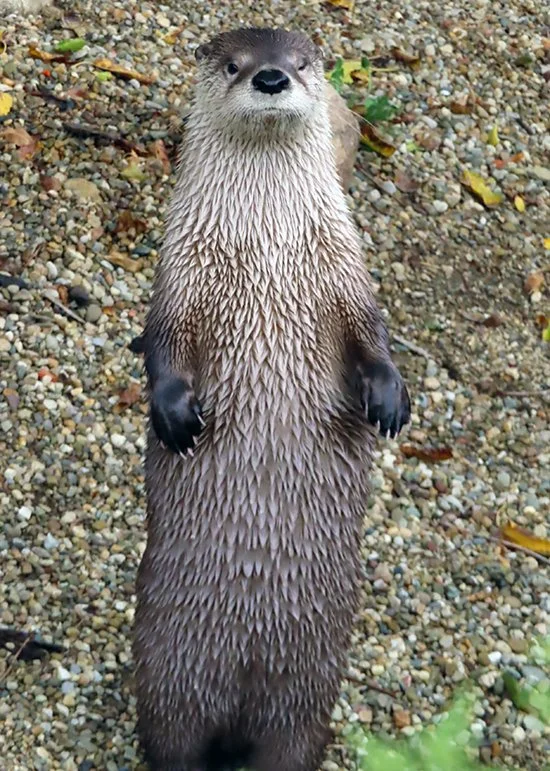 Wouldn't Want to Encounter THIS Otter in a Dark Alley