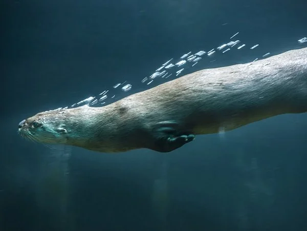 Otters Are a Lesson in Hydrodynamics