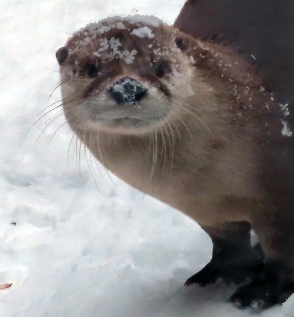 Come for a Romp in the Snow, Human!