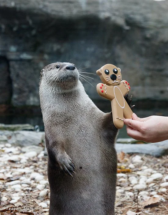 It's Always Time for a Gingerbread Otter
