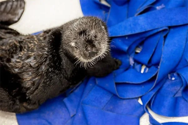 Sea Otter Poses With His Faux Kelp