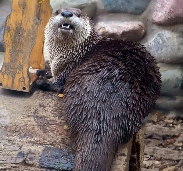 Hey! No Staring at My Tuchus!