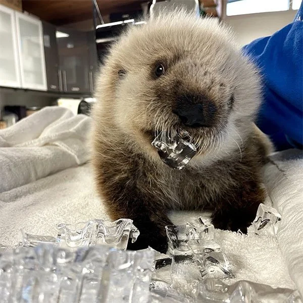 Sea Otters Begin Cronching at an Early Age