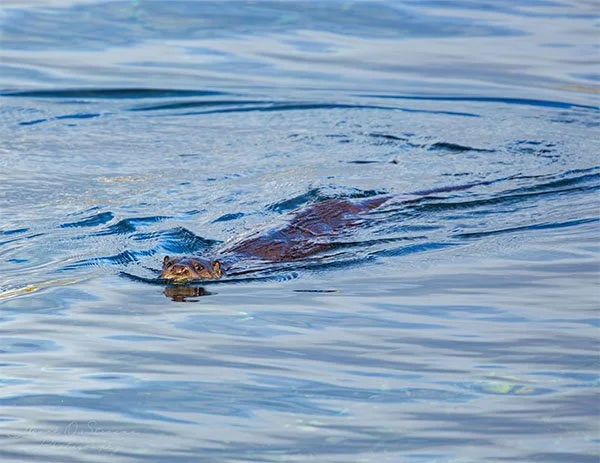 Otter's Crocodile Impression