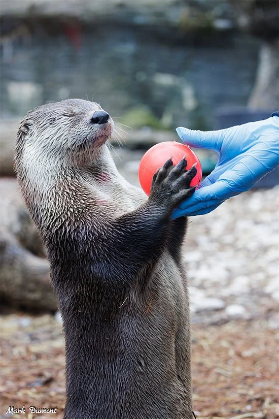 Hmm... Feels Round... A Very Big, Spherical... Scallop?